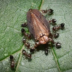 Acrobat ants gathered on a leaf - keep pests away from your home with florida pest control