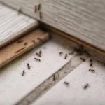 a cluster of ants gathered on the floor - keep pests away from your home with florida pest control