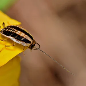 Asian cockroach on the tip of a yellow flower - keep pests away from your home with Florida Pest Control