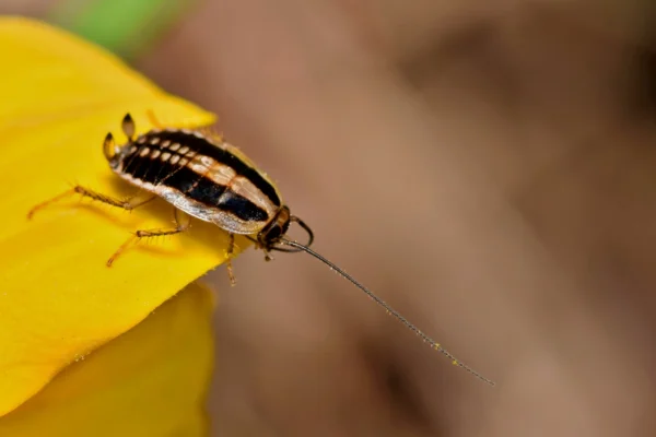 Asian cockroach on the tip of a yellow flower - keep pests away from your home with Florida Pest Control