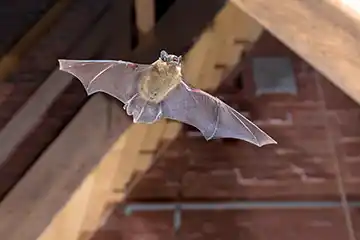 bat in the attic of a building - keep bats away from your property with florida pest control