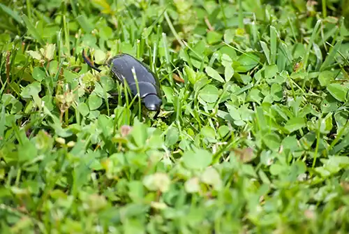 How Can I Tell If I Have Pests In My Lawn in Gainesville FL