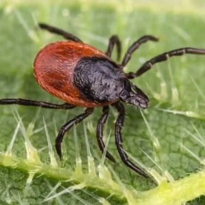 A deer tick on a green leaf - keep ticks away from your home with florida pest control