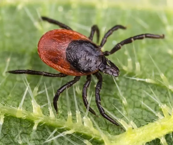 A deer tick on a green leaf - keep ticks away from your home with florida pest control