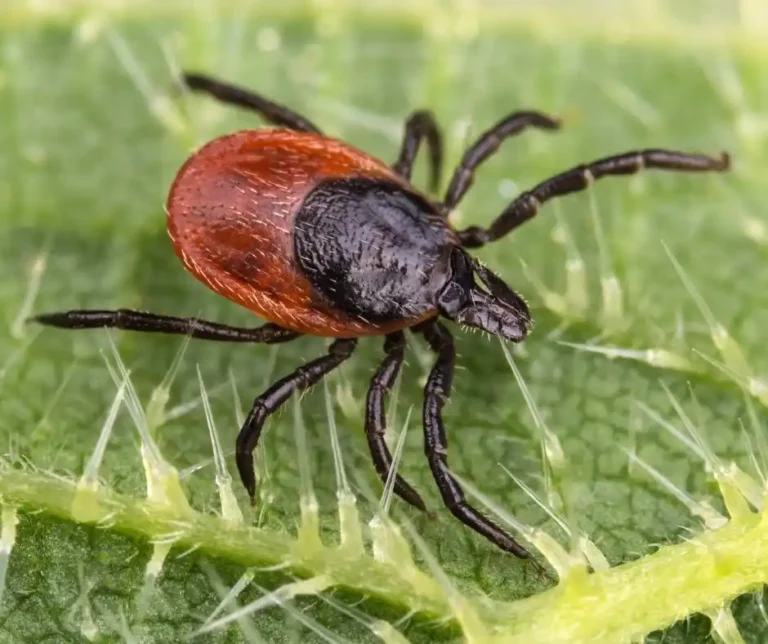 A deer tick on a green leaf - keep ticks away from your home with florida pest control