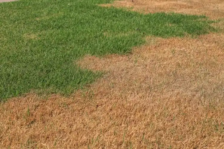 How Can I Tell If My Lawn Needs More Water in Gainesville FL
