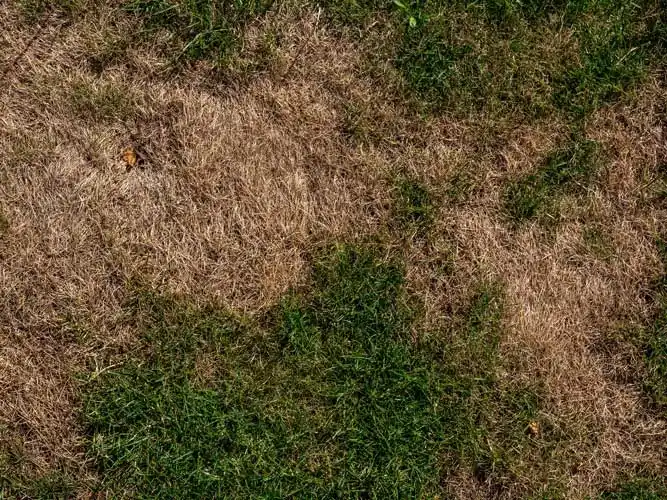 What Should I Do If My Lawn Is Dying in Gainesville FL