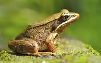 Florida frog on a bed of moss