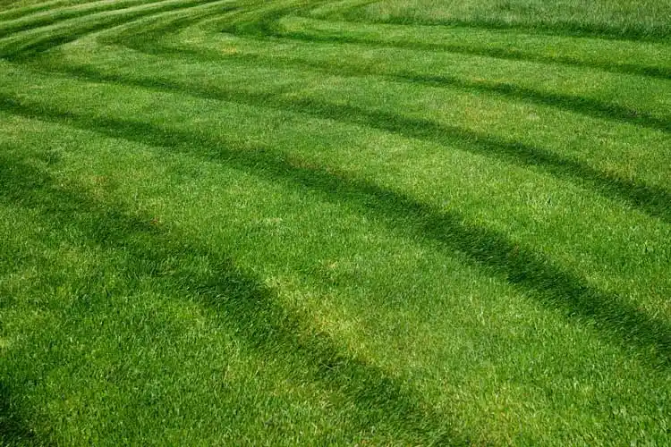 Should I Water My Lawn After Mowing in Gainesville FL