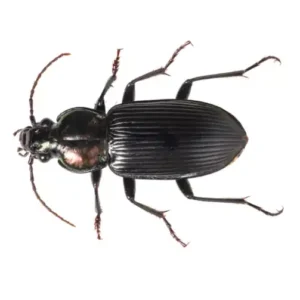A ground beetle against a white background - keep pests away from your home with florida pest control