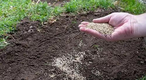 How To Take Care of Your Lawn's Soil in Gainesville FL