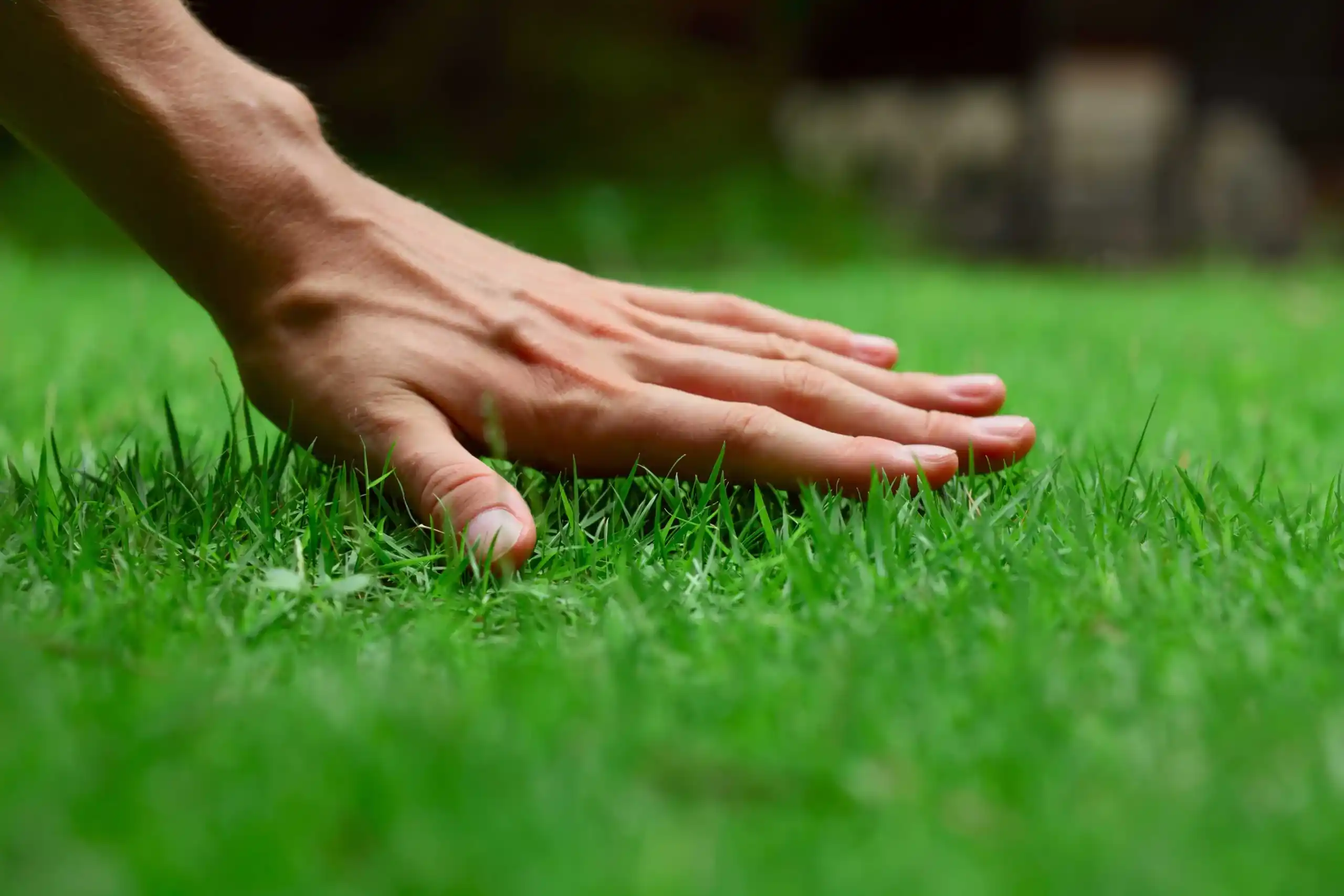 Peron's hand touching a lush healthy lawn - keep pests away from your home with florida pest control