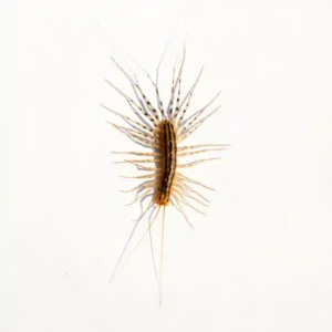 house centipede against a white background - keep pests away from your home with florida pest control
