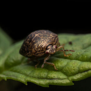 Kudzu beetle crawling on a leaf - keep pests away from your home with Florida Pest Control