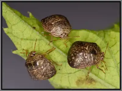 A cluster of kudzu bugs on a leaf - keep pests away from your home with florida pest control