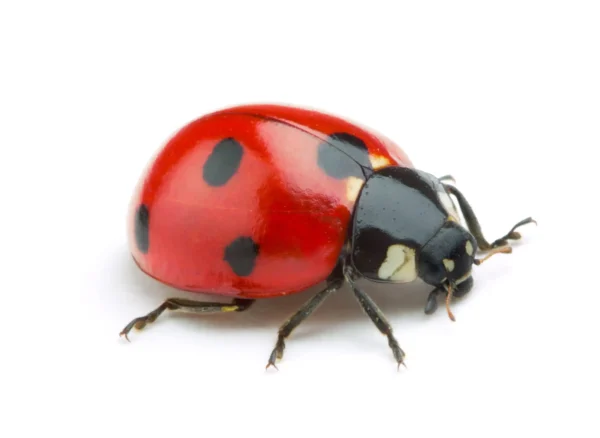 a lady bug against a white background - keep pests away from your home with florida pest control