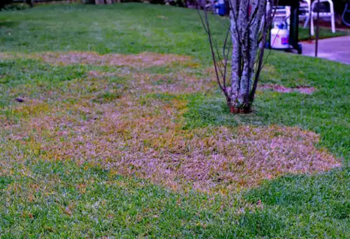 A healthy lawn with patches of brown and white fungus - keep pests away from your hoe with florida pest control