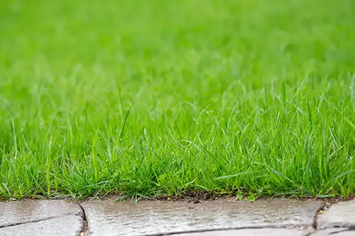 How Does Rain Impact My Lawn After Fertilization in Gainesville FL