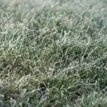 A patch of grass affected by frost damage - keep pests away form your home with florida pest control