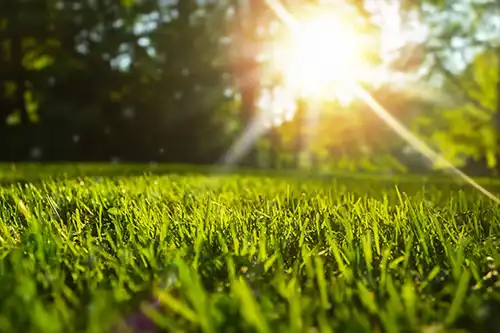 What Is The Best Time Of Day To Water My Lawns in Gainesville FL