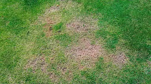 How to Avoid Fungus and Weeds in Your Lawn in Gainesville FL