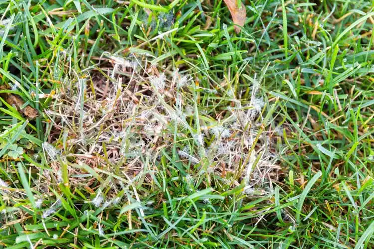 What Type Of Fungus Or Disease Does My Lawn Have in Gainesville FL