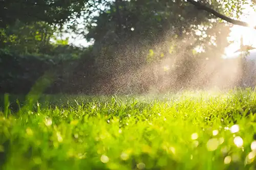 How Can I Tell If I Am Overwatering My Lawn in Gainesville FL