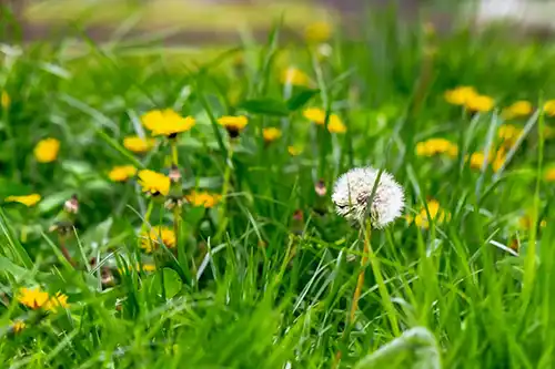 What Types Of Weeds Are Common In Florida Lawns in Gainesville FL