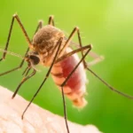 A mosquito on a person's hand - keep pests away from your home with florida pest control