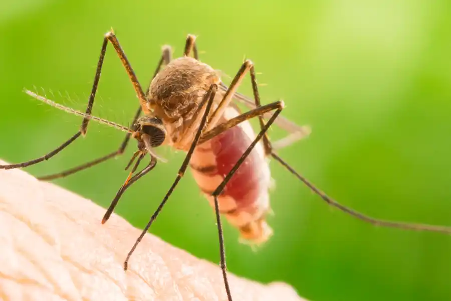 A mosquito on a person's hand - keep pests away from your home with florida pest control