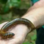 A millipede crawling on a person's hand - keep pests away from your home with florida pest control