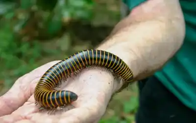 A millipede crawling on a person's hand - keep pests away from your home with florida pest control