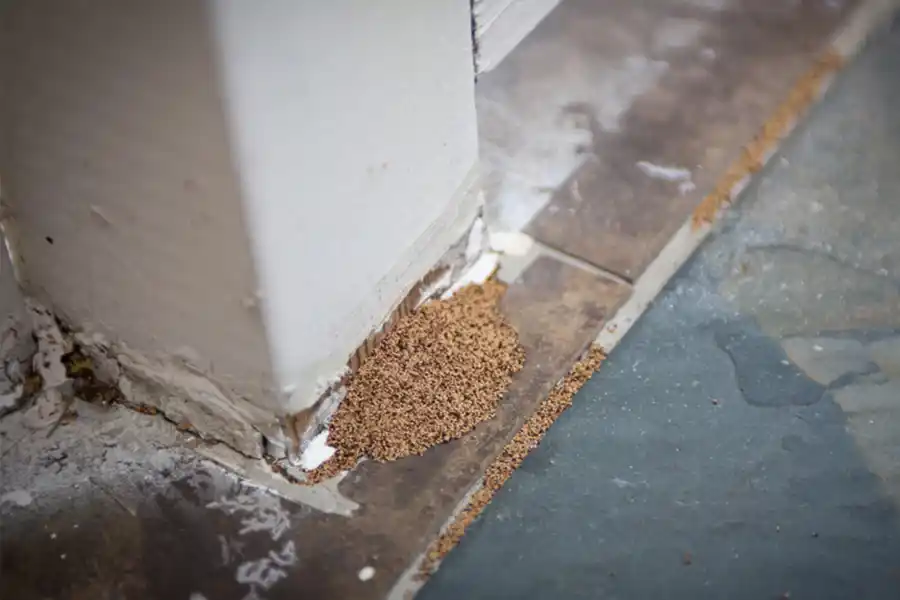 What Are The Signs Of A Termite Infestation in Florida? - Florida Pest Control