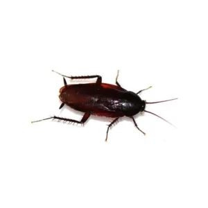 Smoky brown cockroach against a white background - keep pests away from your home with Florida Pest Control