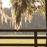 Spanish moss hanging from a tree - keep pests away form your home with florida pest control