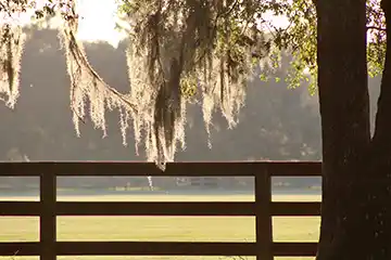 Spanish moss hanging from a tree - keep pests away form your home with florida pest control