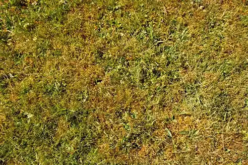 What Are The Signs That My Lawn Is Unhealthy in Gainesville FL