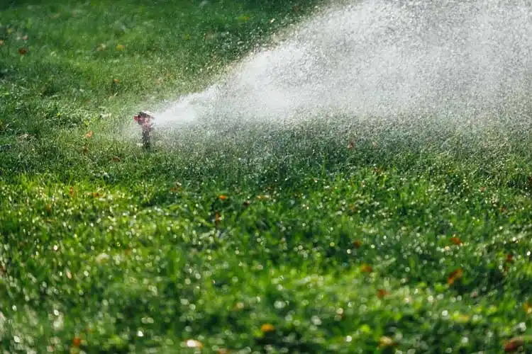 How Should I Adjust My Watering Schedule In The Summer in Gainesville FL