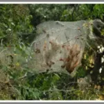 a webworm in the dirt - keep pests away from your home with florida pest control