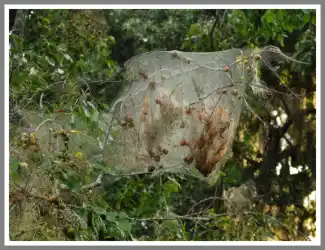 a webworm in the dirt - keep pests away from your home with florida pest control