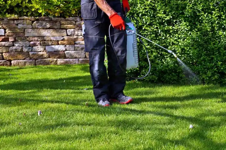 What Is The Best Type Of Weed Killer For Florida Lawns in Gainesville FL