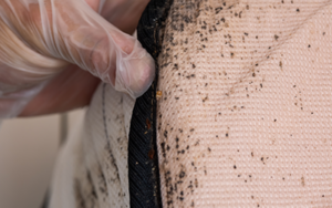 bed bugs in bed with Florida Pest Control in Gainesville FL