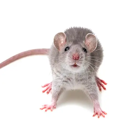 A gray rat on a white background - Keep rats away from your home with Florida Pest Control in FL