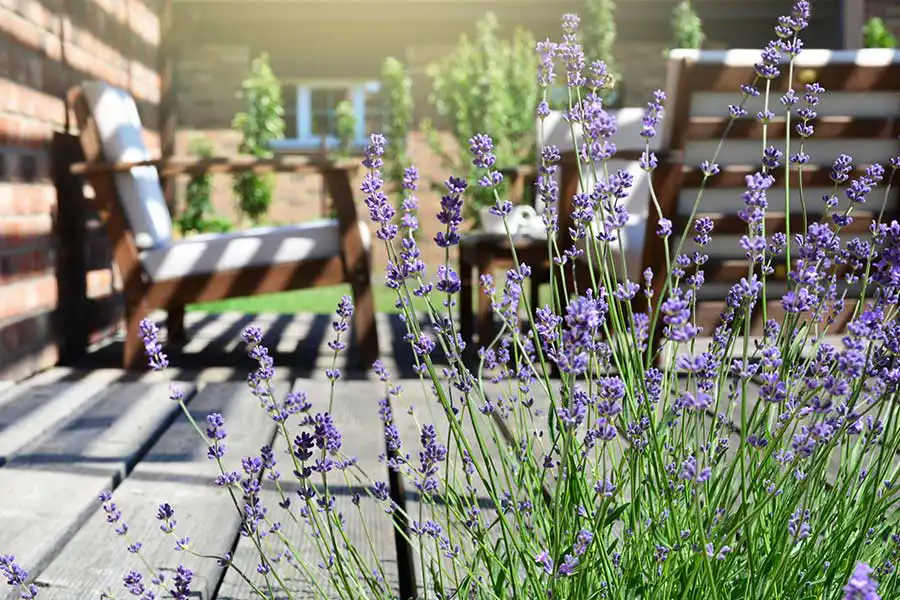 A crop of lavender on an outdoor patio - Keep mosquitoes away from your home with Florida Pest Control in Gainesville FL