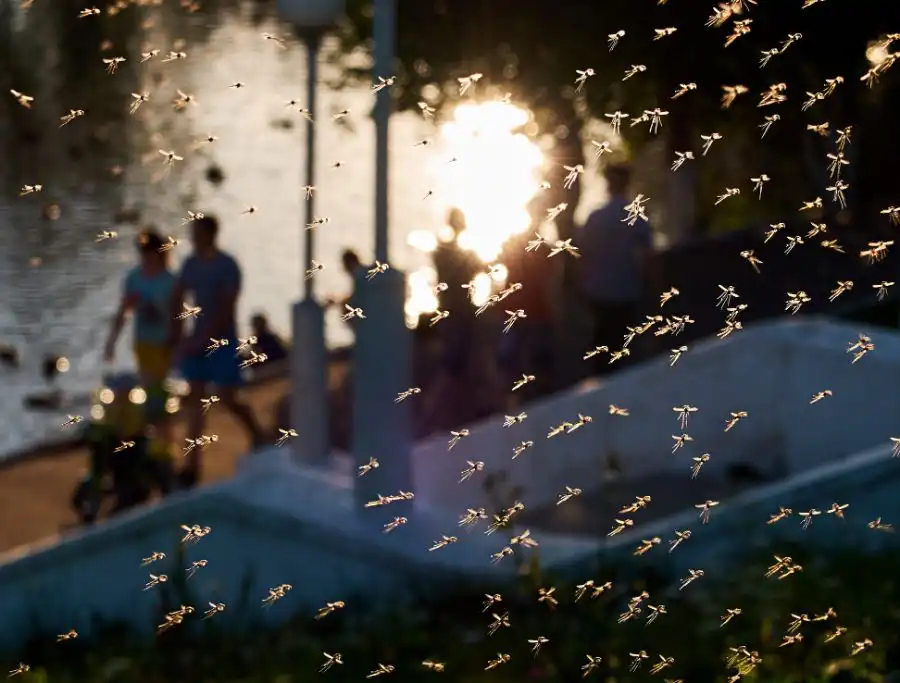 A swarm of mosquitoes with silhouettes of people in the background by a lake - Keep mosquitoes away from your home with Florida Pest Control in Gainesville FL
