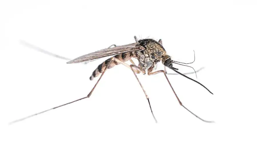 A gray mosquito on a white background - Keep mosquitoes away from your home with Florida Pest Control in Gainesville FL