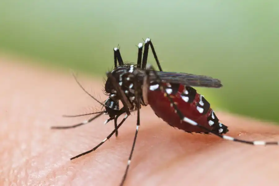 A black and white mosquito on a person's finger - Keep mosquitoes away from your home with Florida Pest Control in Gainesville FL