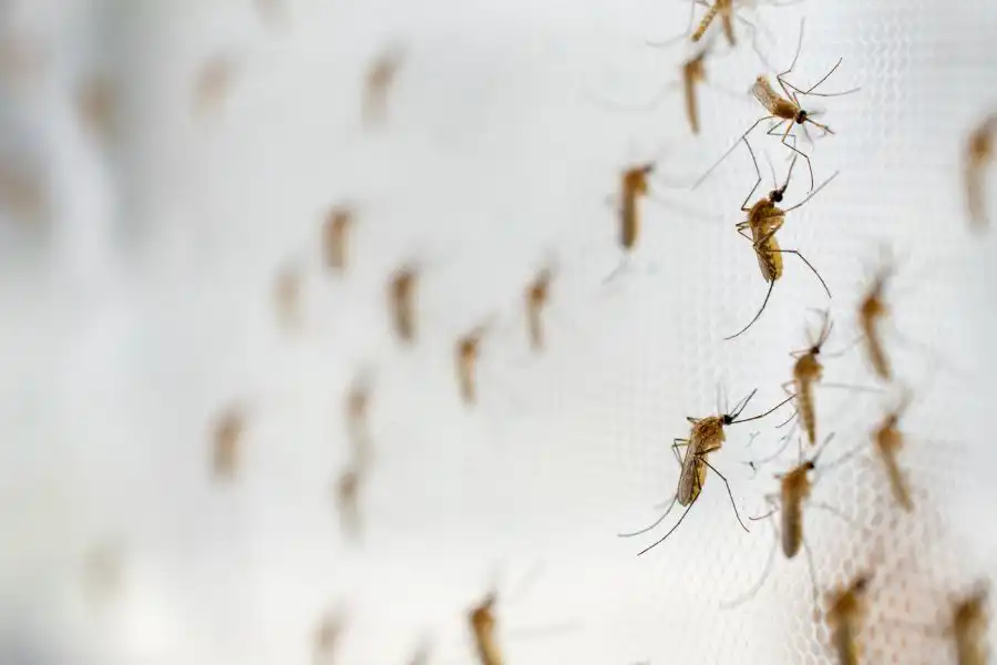 A cluster of mosquitoes on a protective window screen - Keep mosquitoes away from your home with Florida Pest Control in Gainesville FL