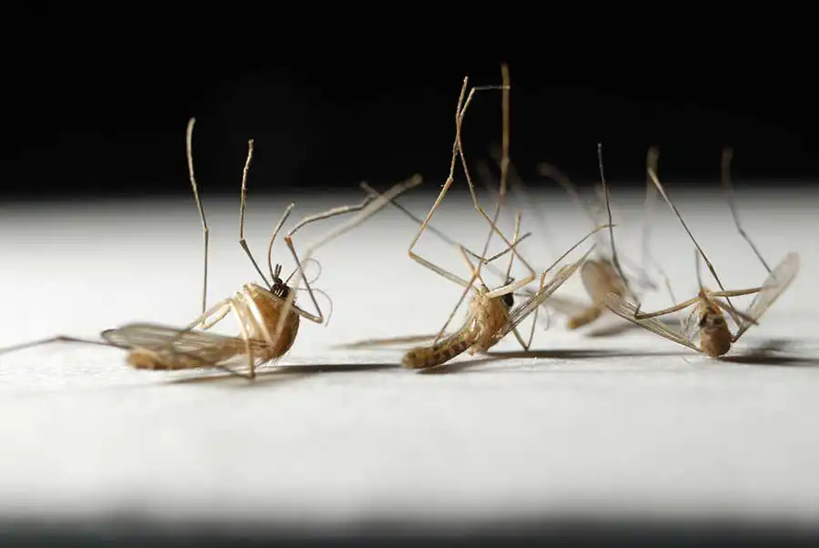 A cluster of dead mosquitoes on a white surface - Keep mosquitoes away from your home with Florida Pest Control in Gainesville FL