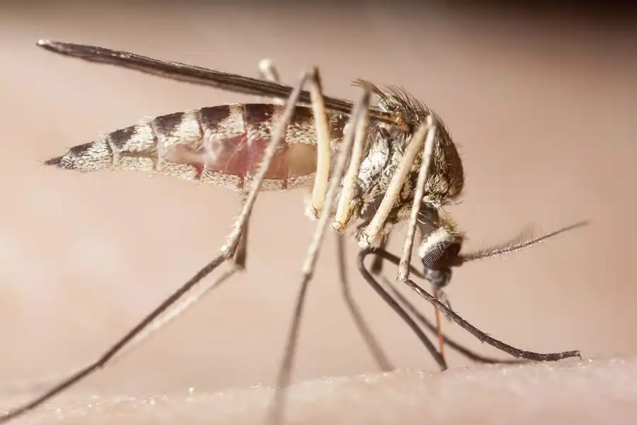A mosquito with proboscis piercing skin - Keep mosquitoes away from your home with Florida Pest Control in Gainesville FL